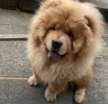 Chow chow stud