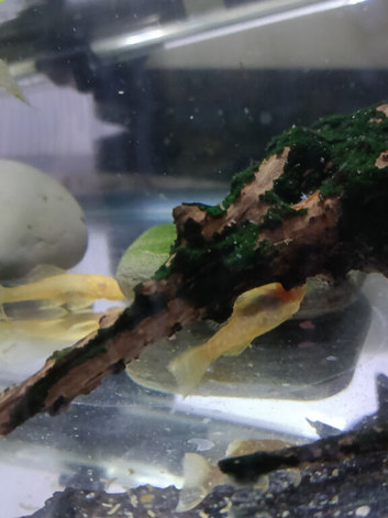 Plecos for sale