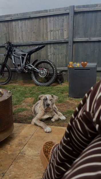 Cane Corso
