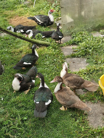 Muscovy ducks