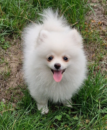 1 teacup teddy bear face White pomeranian girl Ready to go with 5 generation pedigree