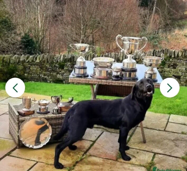 8 weeks puppies Labrador retrievers