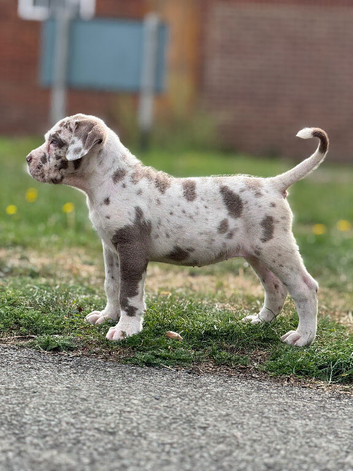 Great white Merle with blue eyes