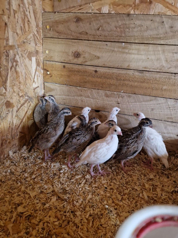 White and Northern bobwhite chicks