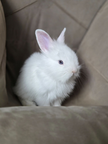 2 pure white rabbit ready to leave