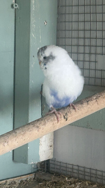 Young budgies