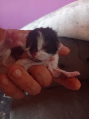 3week old kitten