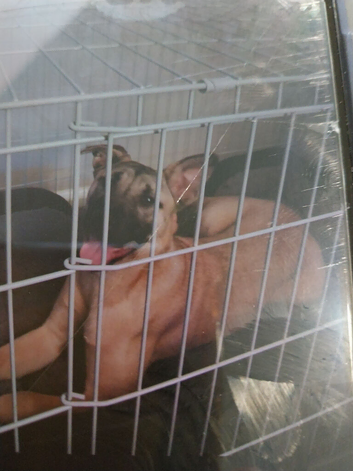 Dog for sale