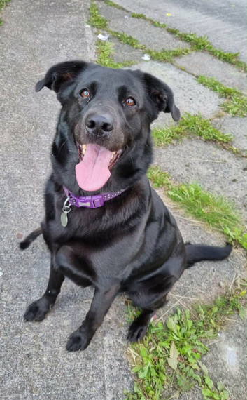 Black lab x German shepherd