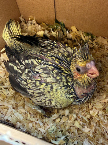 Rare Pearl super tame cockatiel