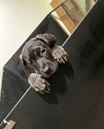 Brindle female