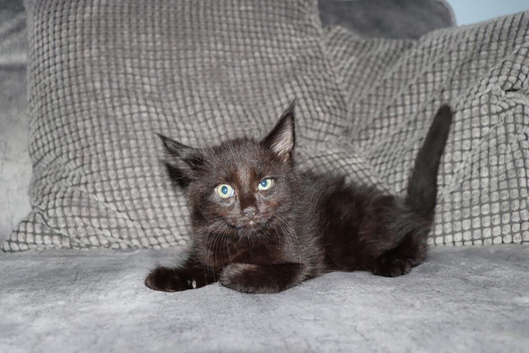 Gorgeous maine coon cross kittens