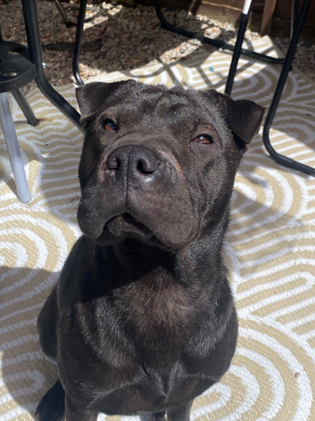 2yr old SharPei x Staffy