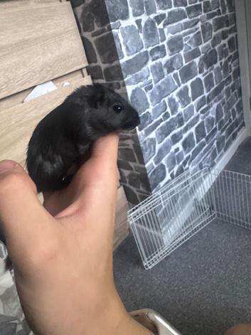 2 male gerbils for sale