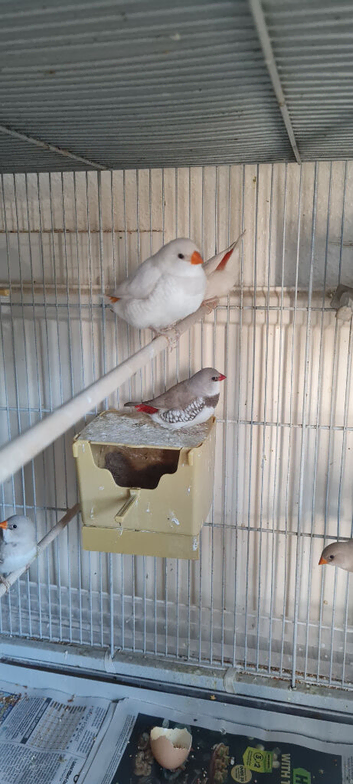 Diamond firetails