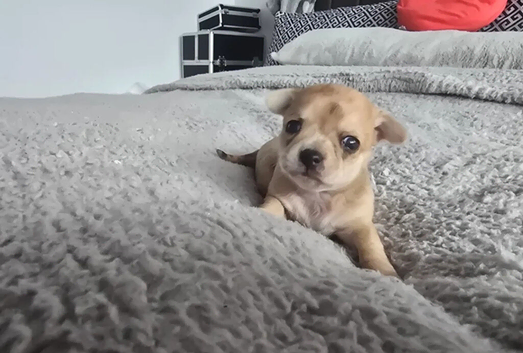 Adoreable  mini chihuahuas puppies