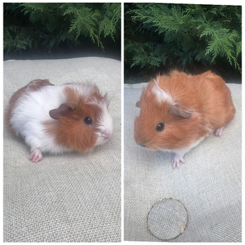 Baby girls