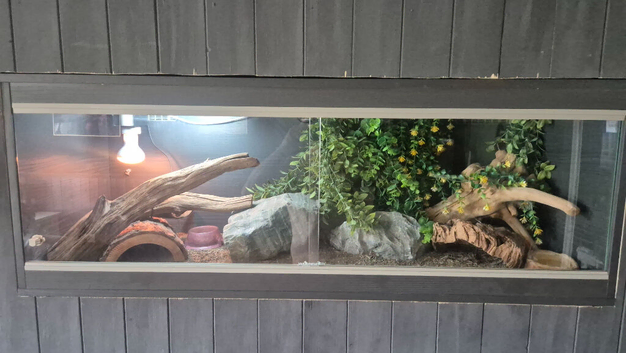 Leopard geko and full setup