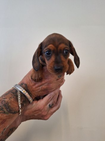 GORGEOUS MINI DAXI PUPS READY SEP 21ST