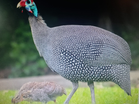 guinea fowl hatching eggs