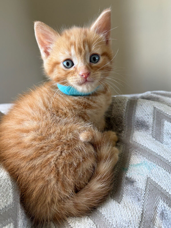 4 month old ginger male cat