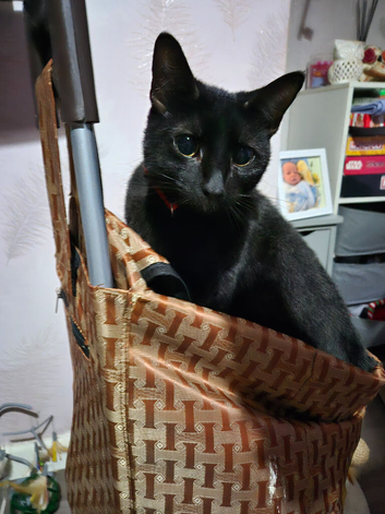 18 month old cat