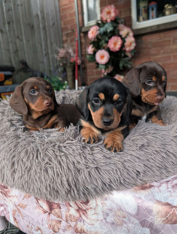 miniature dachshund puppies