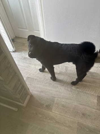 Black long coat shar pei (male)
