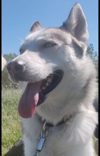 3 year old Siberian husky