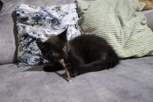 Gorgeous maine coon cross kittens