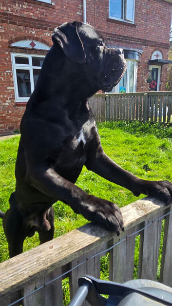 2 year old cane corso