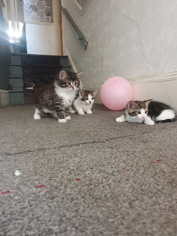 4 kittens for sale