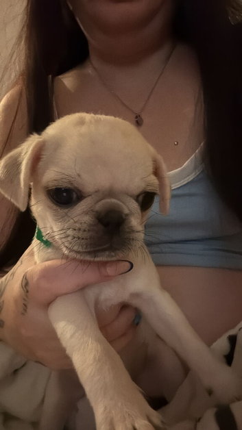 Beautiful pug boy