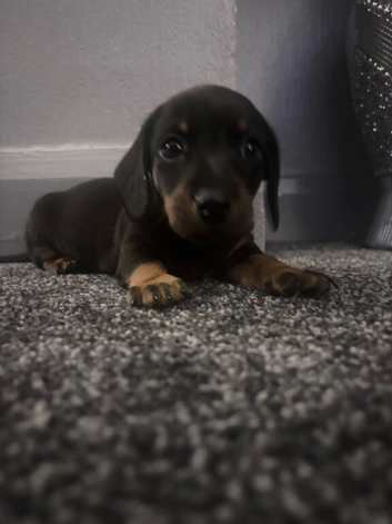 Minature dachshund x 2 beautiful boys