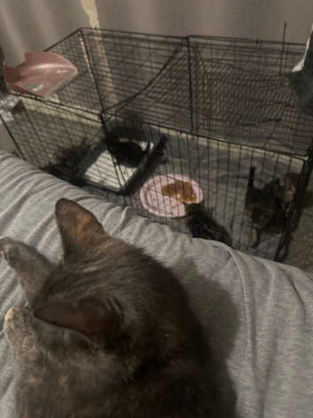 6 beautiful kittens ready in 4 weeks