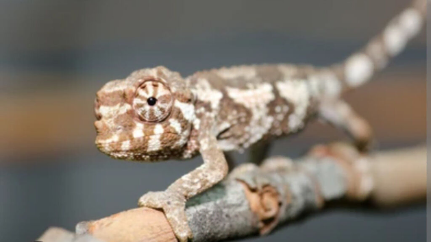 Baby Jackson xantholophus chameleons