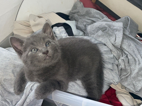 Pure grey tabby Kittens