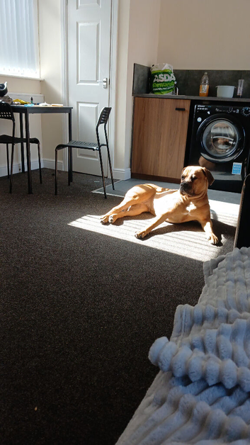 1 year old mastiff