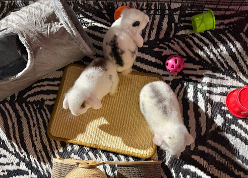 3 female Minilops ready now