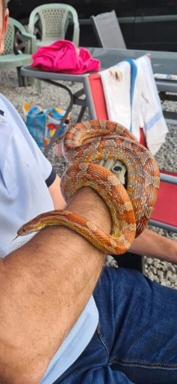 Corn snakes.