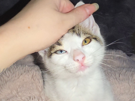 Odd eyed beauty