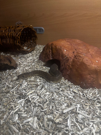 Proven children&rsquo;s python pair and spoofed python proven pair