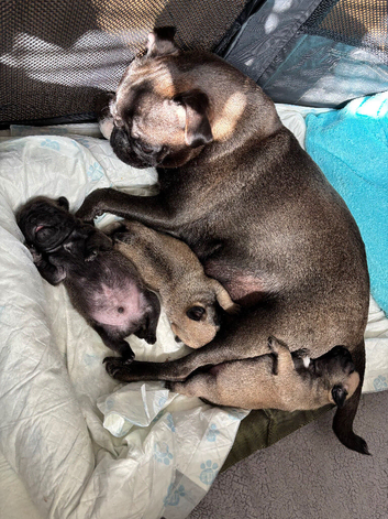 Beautiful Purebred Pug Puppies for sale