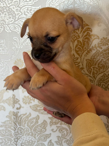 Pug cross jack Russel