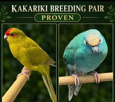 Breeding pair proven kakarakis