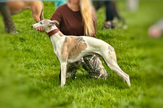 KC Whippet Stud