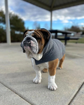 2 Years Old English Bulldog
