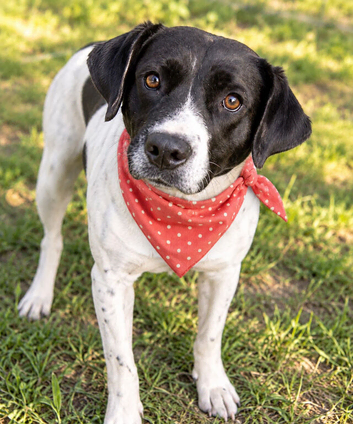 Daisy ️ Calm & Loving Medium Size Girl with Pointer Mix Looks