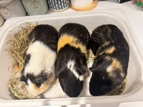 3 male guinea pigs nearly 1 yr old with 3 storey 6ft cagee