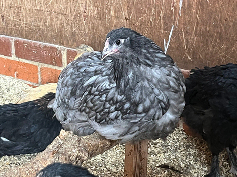 Chickens